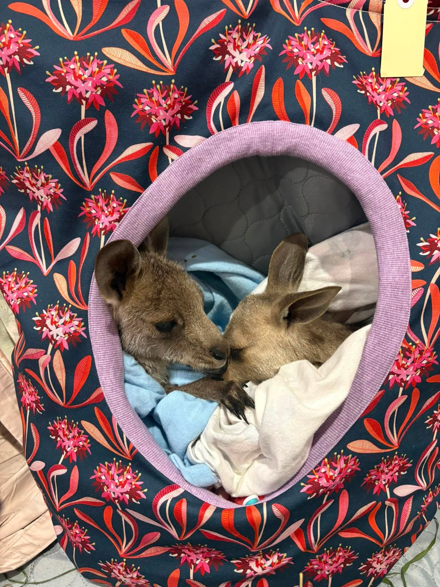 Two joeys resting together in a handmade joey pouch